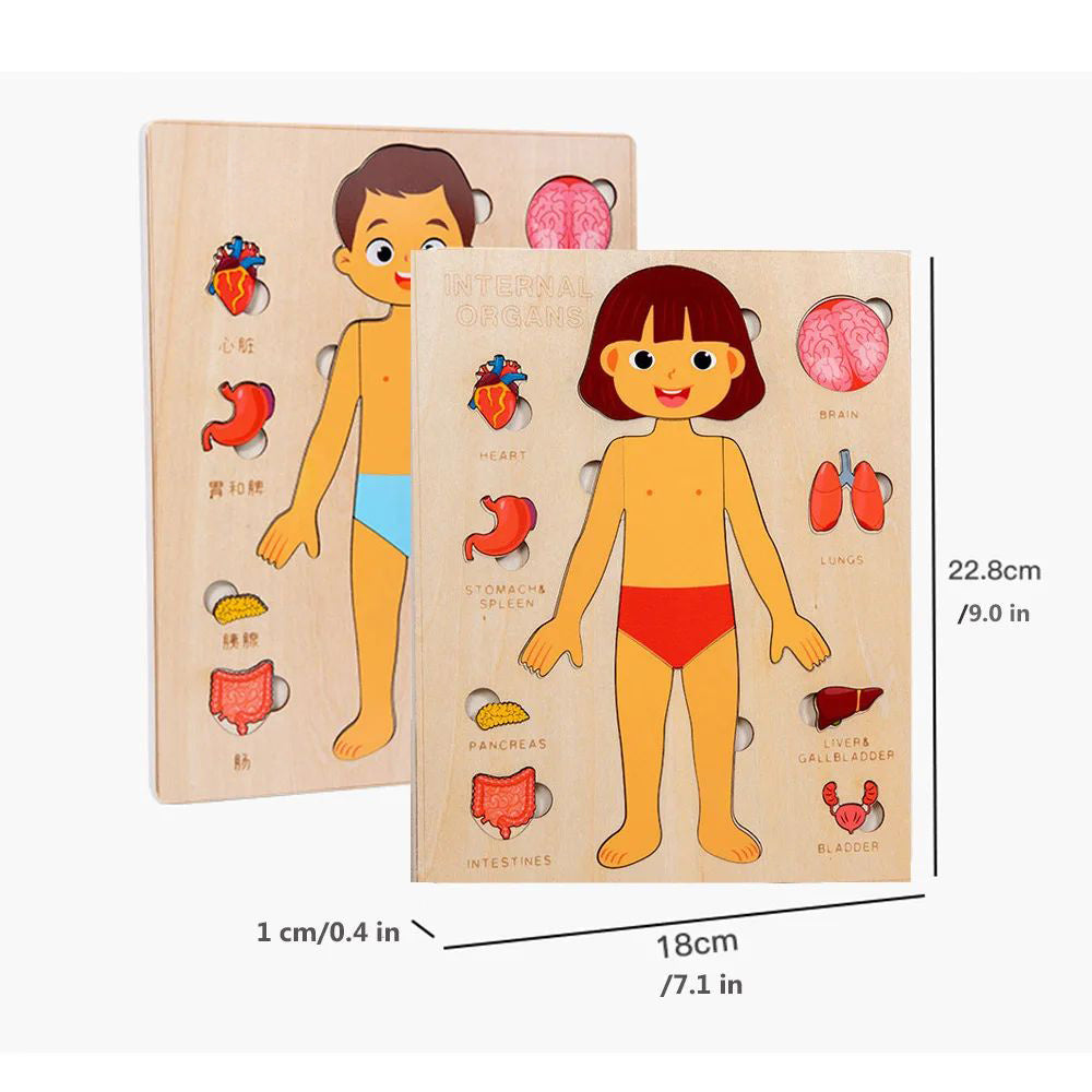Human Anatomy Puzzle