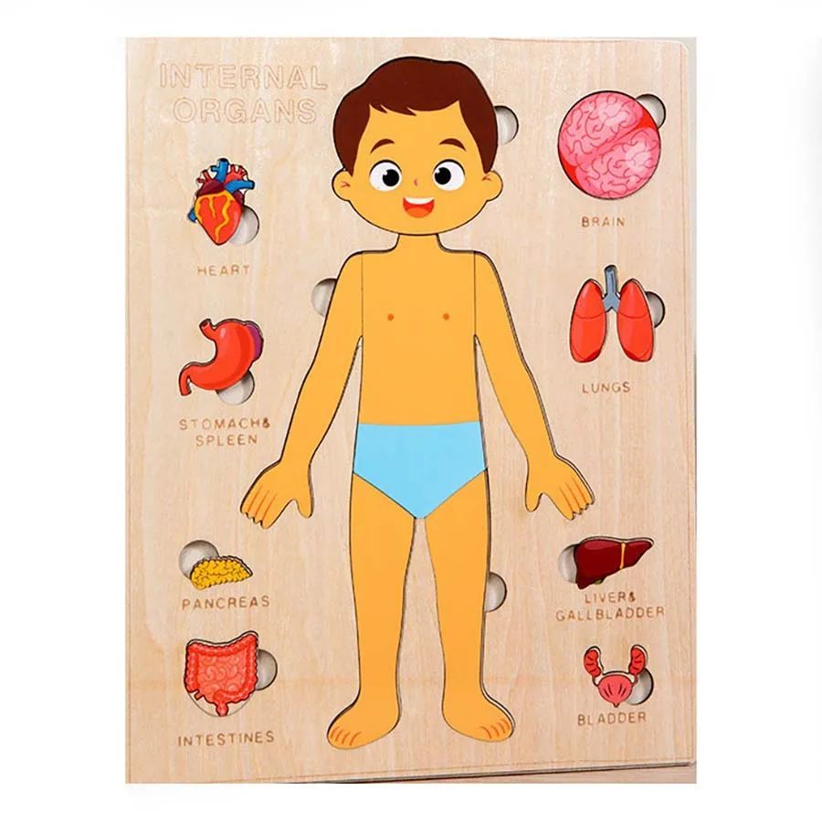 Human Anatomy Puzzle