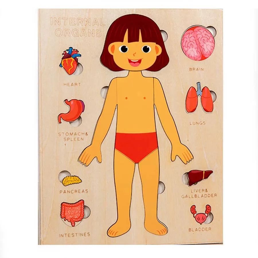 Human Anatomy Puzzle