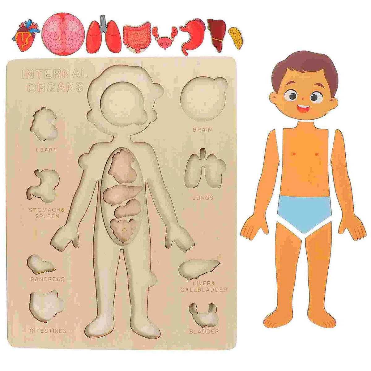 Human Anatomy Puzzle
